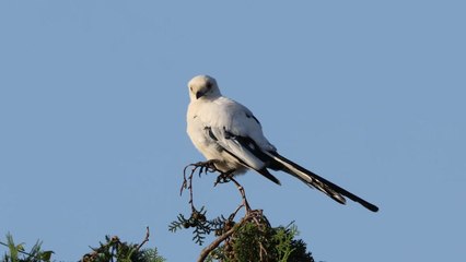 "흰 까치가 나타났다"...제주에서 희귀 개체 발견 / YTN
