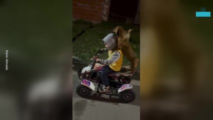 Toddler Drives a Small Quad Bike With His Dog