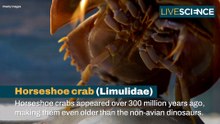 Creatures That Look The Same As They Did Millions Of Years Ago