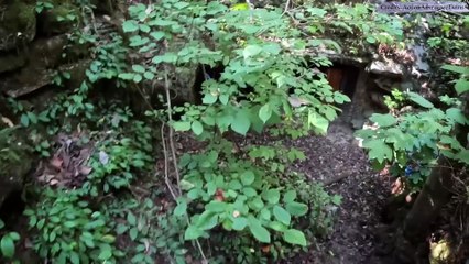 6 Terrifying Camping Encounters Caught on Camera