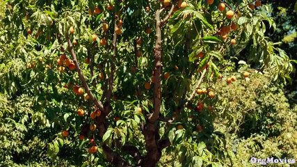 Call Me by Your Name (2017) – A Tender Tale of Love in 1980s Italy 🇮🇹 - thumbnail