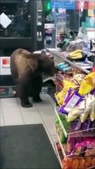 Un ours fait ses courses au supermarché