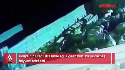 Ağıla giren kurt koyunu telef etti