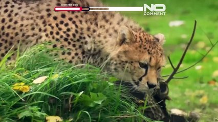 شقيقان نادران من الفهد الأفريقي يصلان إلى حديقة تشيستر للحيوانات البريطانية