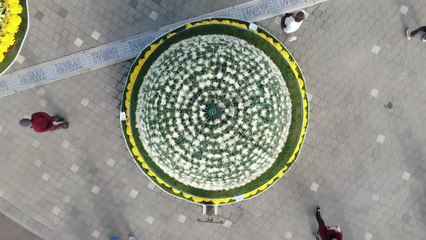 [영상] 가을 향기가 물씬...'마산 가고파 국화축제' / YTN