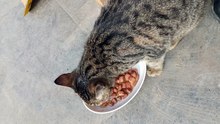 #cat