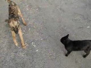 Le chat qui rentre dans la voiture et le chien le surveille
