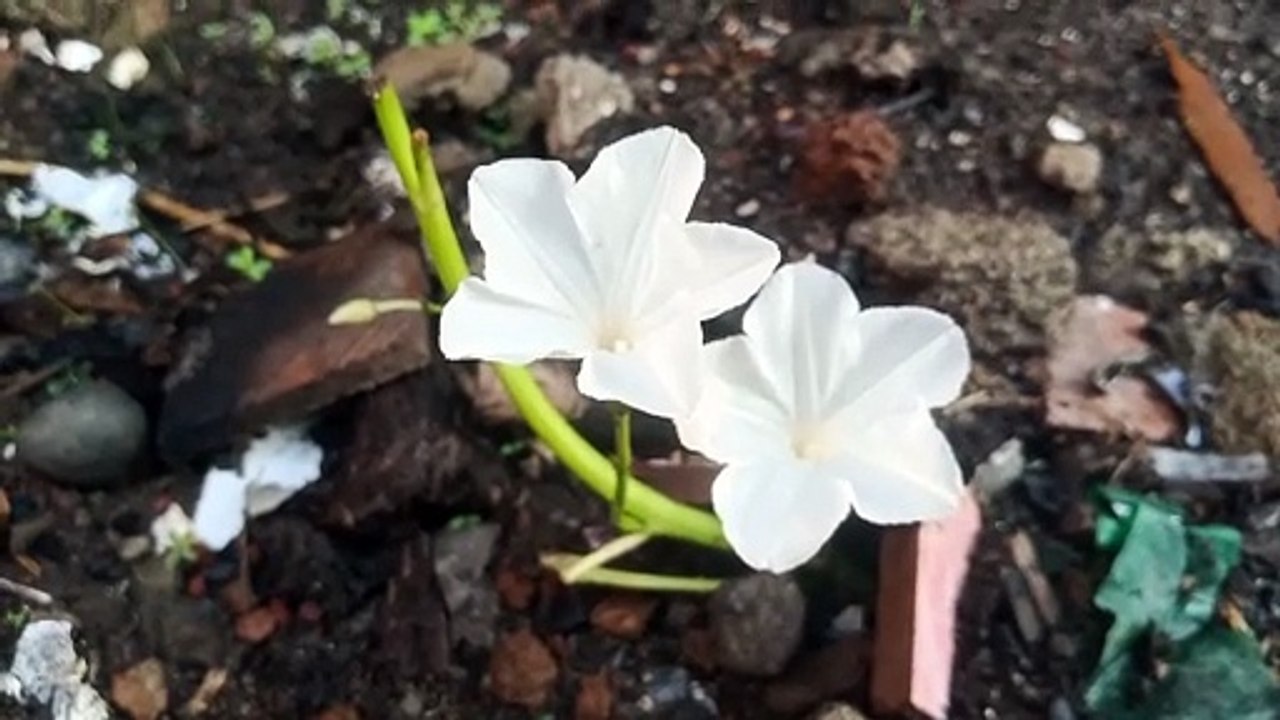 Bunga Kangkung