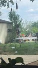 Man Trips On Stump While Chasing Bug