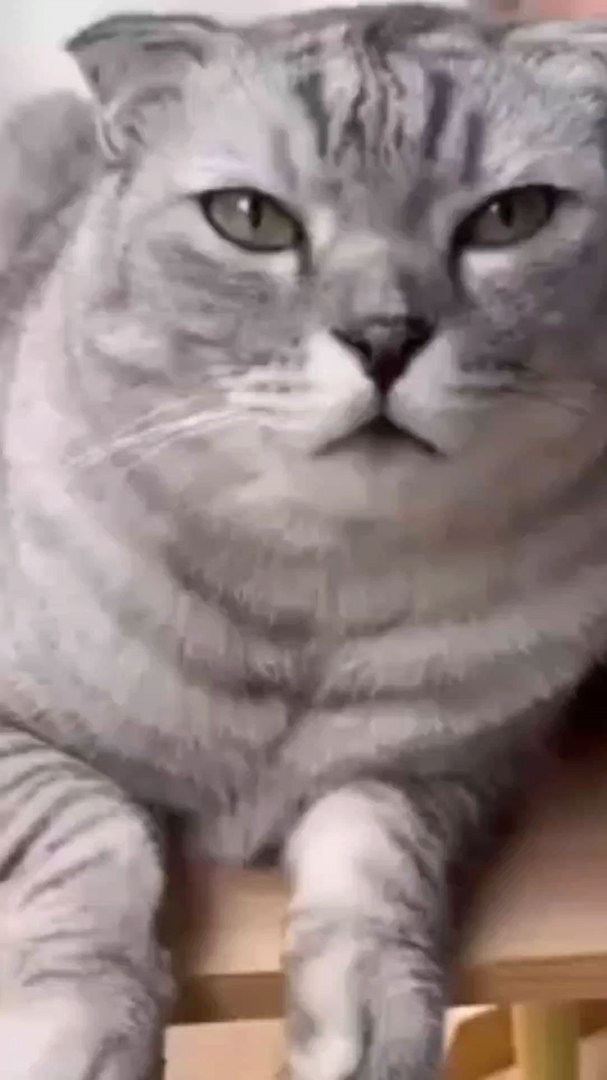 cats vs cats