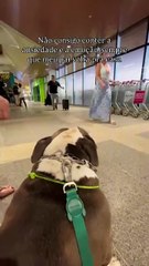 VÍDEO: Doguinho encanta web em reencontro emocionante com tutor no aeroporto