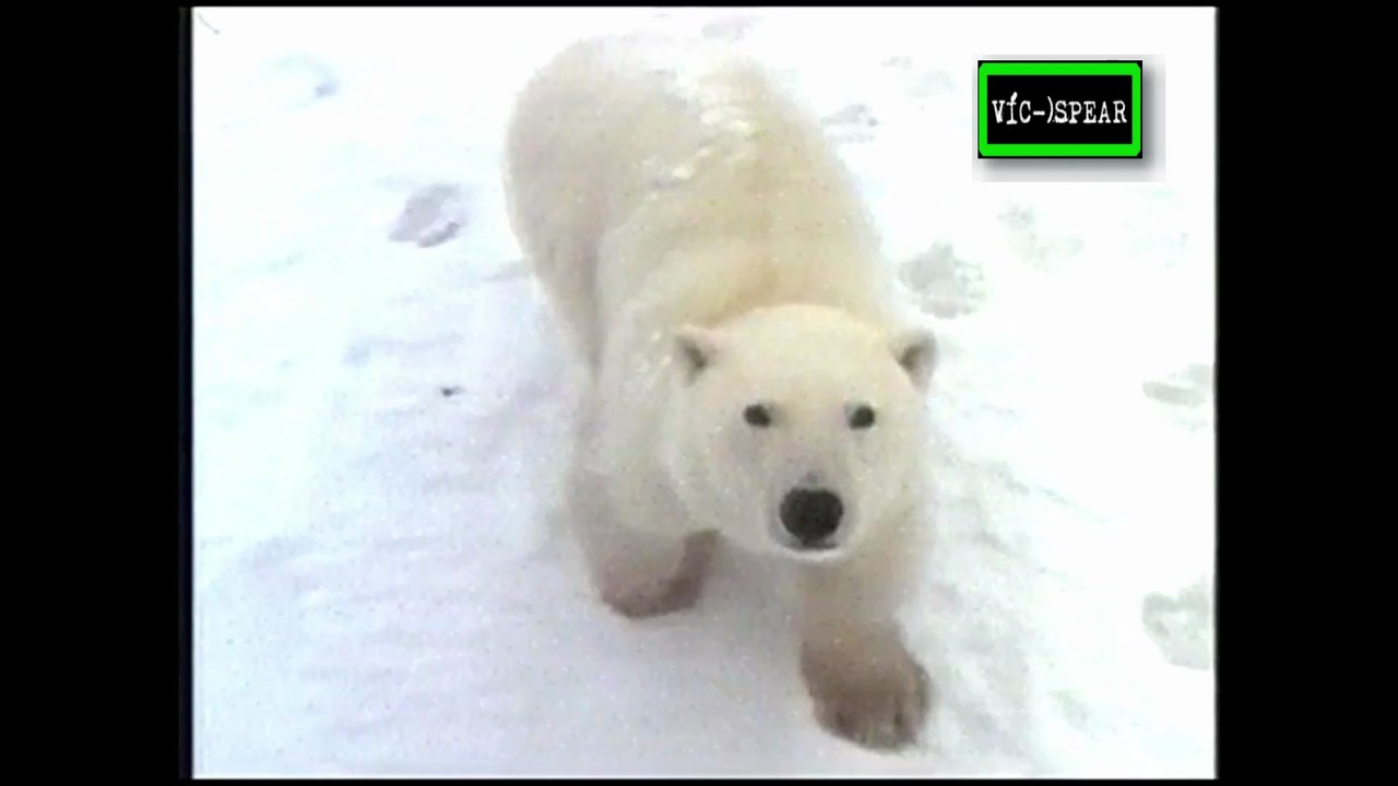 Al Cuidado de la Naturaleza: Malcolm y los Osos - Documental (1991) - Español Latino