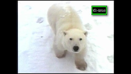 Al Cuidado de la Naturaleza: Malcolm y los Osos - Documental (1991) - Español Latino