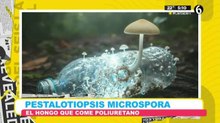 Conoce al hongo que come plástico
