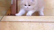 Ayah kucing yang galak langsung ciut begitu berhadapan dengan istrinya
