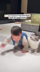 cape ngikutin mulu #kocak #fyp  #ngakak #videolucu #lucu #kucing #kucinglucu