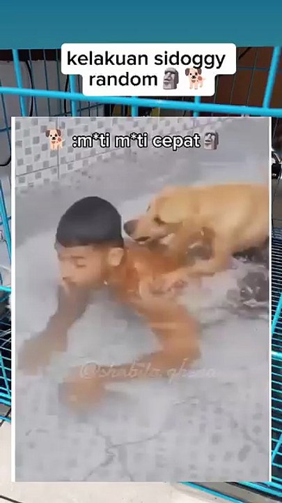 Auto Ngakak! Lihat Apa yang Dilakukan Anjing Ini! 🤣