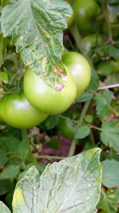 Why Tomatoes Are a Superfood 🍅