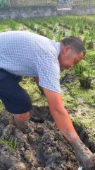 Chinese traditional fish catching 🎣#trending #viral