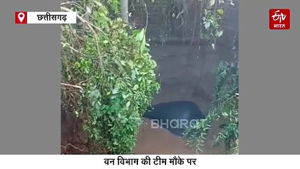 बारनवापारा अभयारण्य से बड़ी खबर, कुएं में गिरे 4 हाथी, एक शावक भी फंसा