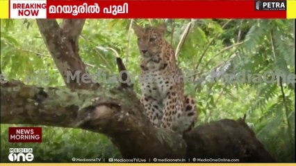 'ആരാ അത്...'; മറയൂർ ചന്ദന റിസർവിൽ പുലി