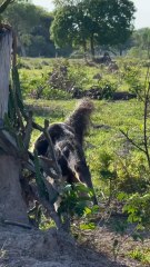 Baby anteater holding tight to mom’s back 🐜❤️