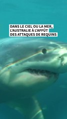 La hausse des attaques de requins inquiète Australie