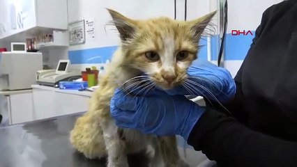 Bir ilimizde AIDS alarmı verildi: İnsanda değil, bir yavru kedide görüldü!