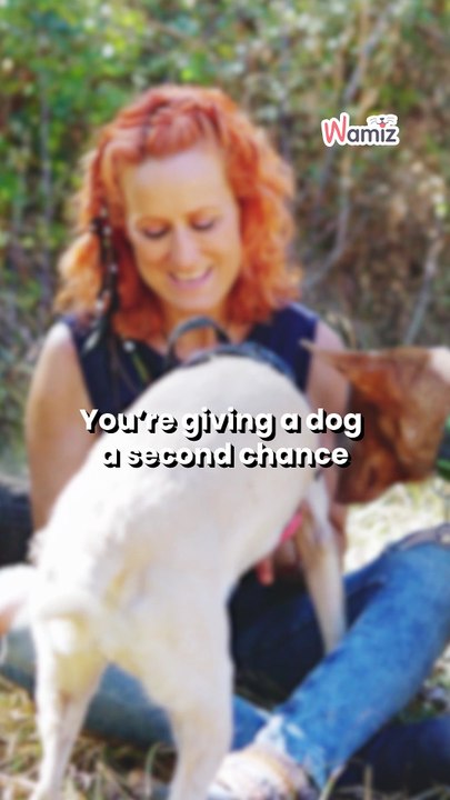 5 reasons to adopt a rescue dog