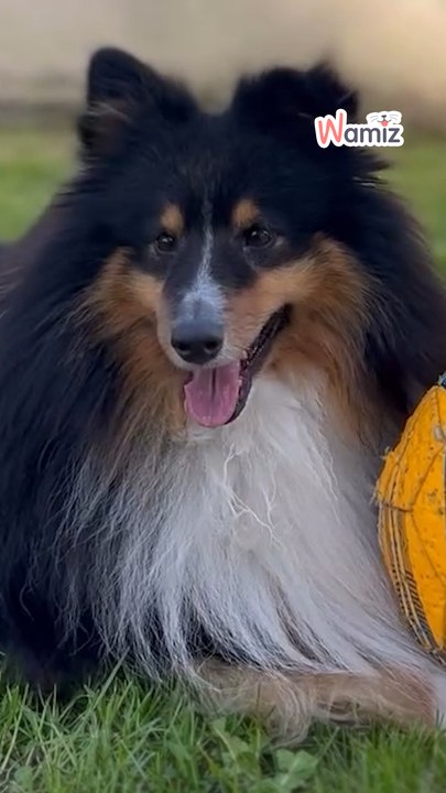 Justice for Baily