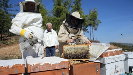 Muğla’da çam balı rekoltesi son 5 yılın zirvesinde