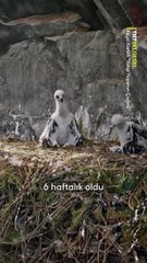 Doğanın en etkileyici yırtıcılarından biri olan kaya kartalları, yavrularını büyütmek için rüzgâra, yüke ve düşmanlarına meydan okuyor