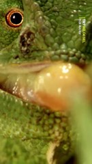 Bukalemunu gözlemliyor, sıra dışı hızdaki diline ve avlanma anına tanık oluyoruz.