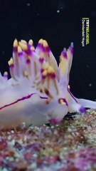 Dünya sualtı görüntüleme şampiyonu Erkan Balk ve bu bölümde ona eşlik eden Dr. Merve Karakuş ile birlikte, Kaş’ın derinliklerinde yaşayan ilginç canlılara tanık oluyoruz.