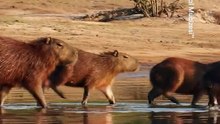 Dünyanın en büyük kemirgeni olan kapibaraları gözlemliyoruz