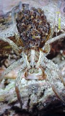 Yıldız Dağları’nın eteklerinde örümceklerin şaşırtıcı dünyasına yolculuk!