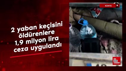 Konya'da 2 yaban keçisini öldürenlere 1,9 milyon lira ceza uygulandı