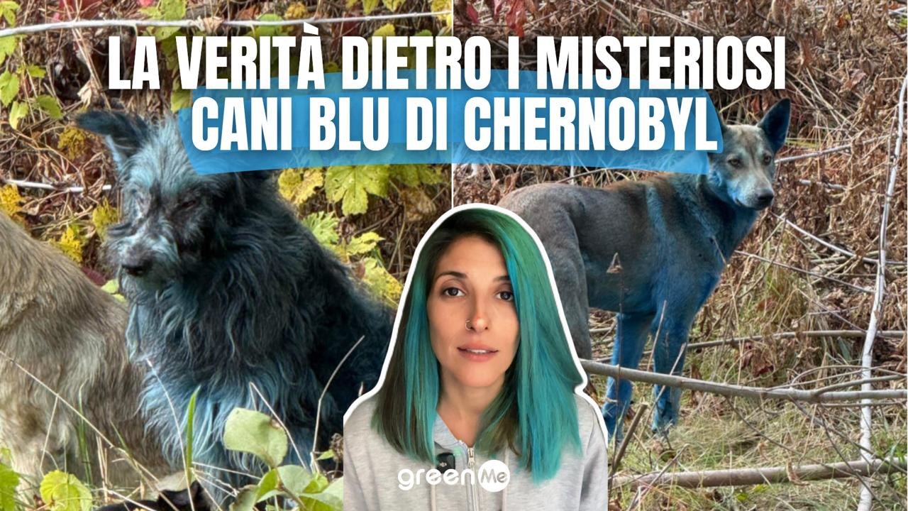 La verità dietro i misteriosi cani di Chernobyl