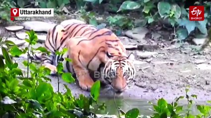 Forest Officials Set To Be Trained For 'Tiger Census 2026' At Rajaji National Park