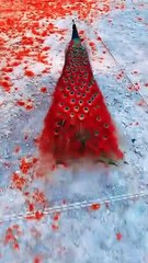 Beautiful_Birds_In_The_World_🌿🦜😍___Beautiful_Nature_#birds_#bird_#nature_#beautifulbirds_#shorts(360p)