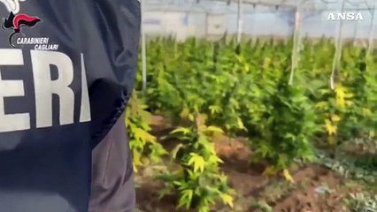 Scoperta maxi piantagione di marijuana, sei arresti nel Cagliaritano