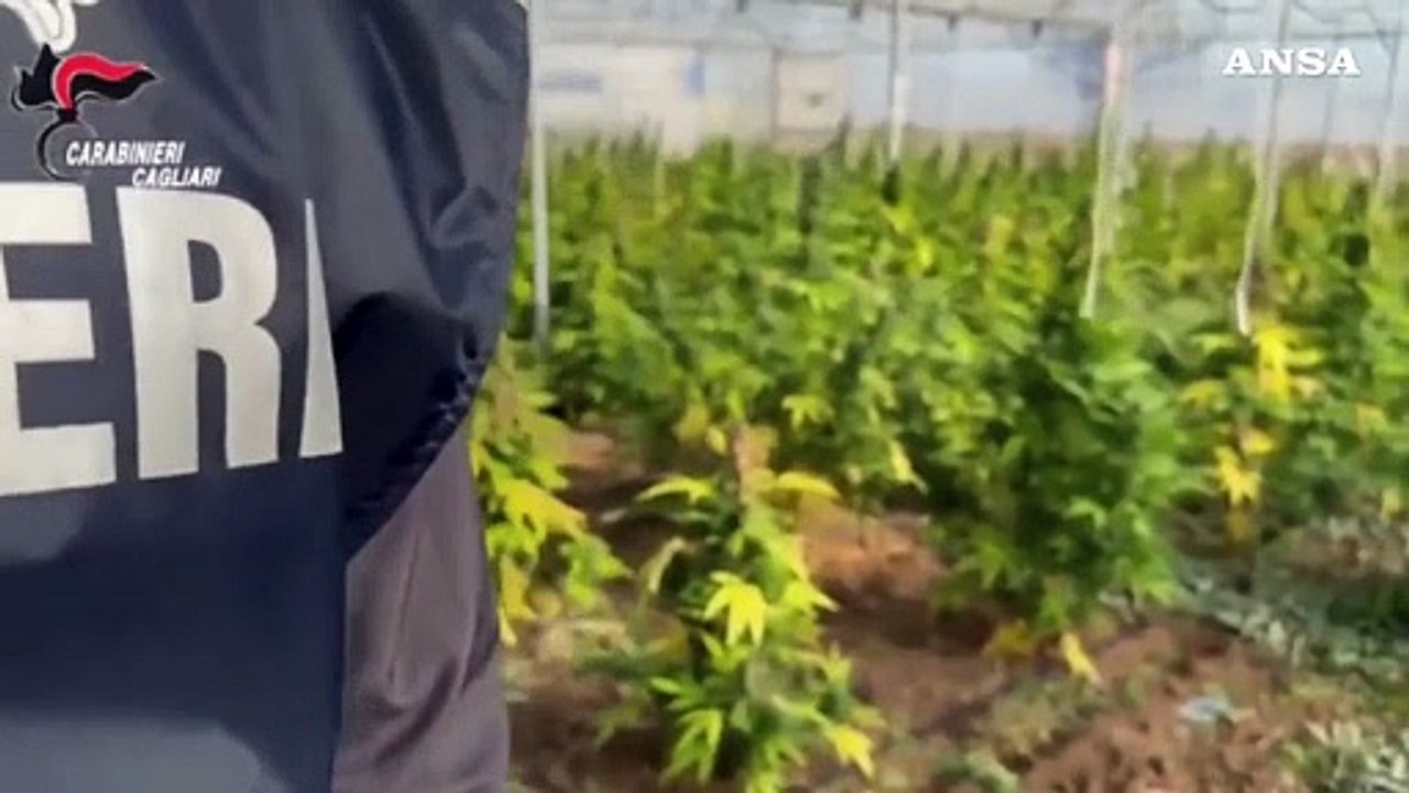 Scoperta maxi piantagione di marijuana, sei arresti nel Cagliaritano
