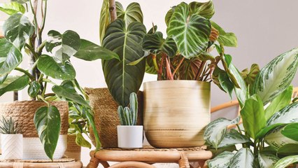 These 10 Mistakes Are Killing Your Houseplants (How to Save Them)