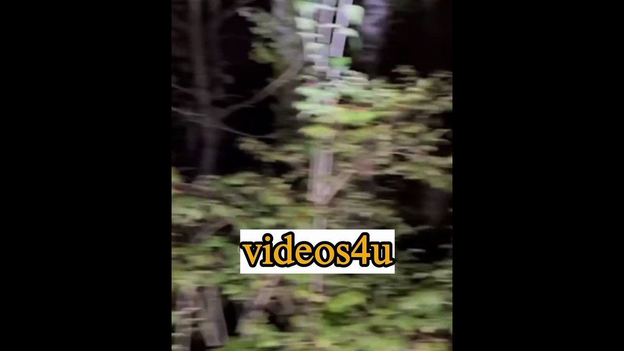 A Large Cryptid Looking Creature Is Captured On Camera - video Dailymotion