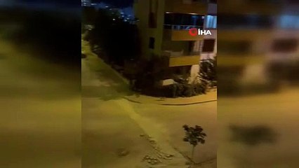 Şanlıurfa’da aç kalan tilki şehir merkezine indi