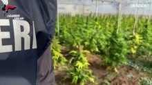 Scoperta maxi piantagione di marijuana, sei arresti nel Cagliaritano