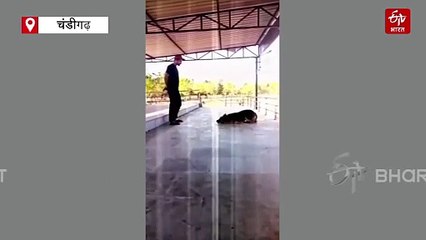 फतेहाबाद के 'जैक' और 'रैम्बो': स्वान टीम के इन दो सितारों ने बदल दिया ऑपरेशन का रुख, DGP ने की तारीफ