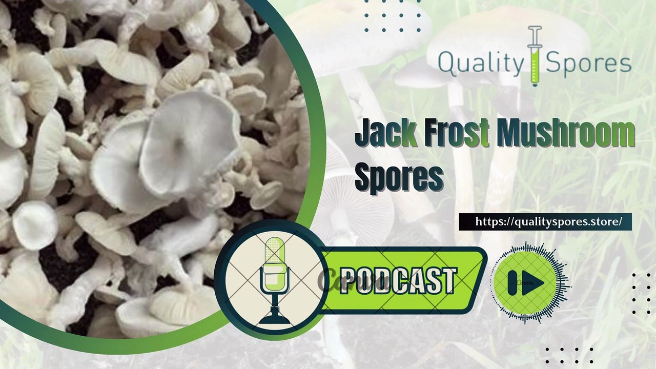 Jack Frost Mushroom Spores Online|Mushroom Spore Syringe for Sale