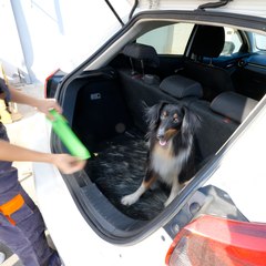 Dog Hair Everywhere? 🐶 This Hack Cleans It Up Fast!