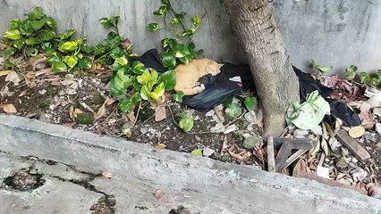 This adorable orange stray cat doesn’t look healthy